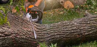 Best Hazardous Tree Removal  in Grantsburg, WI