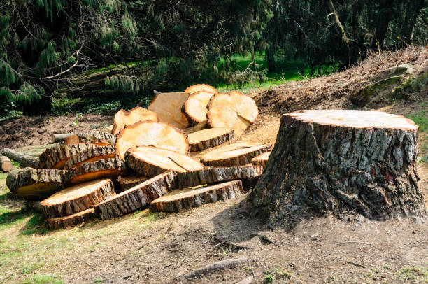 Best Tree Removal  in Grantsburg, WI